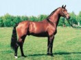 4524 Landor S (1991) - Oldenburgi